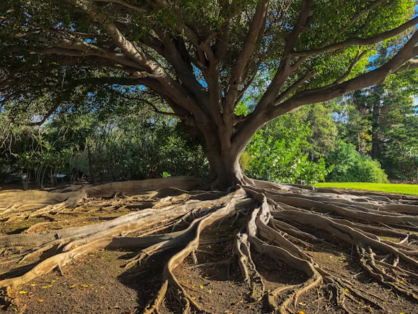 roots fund